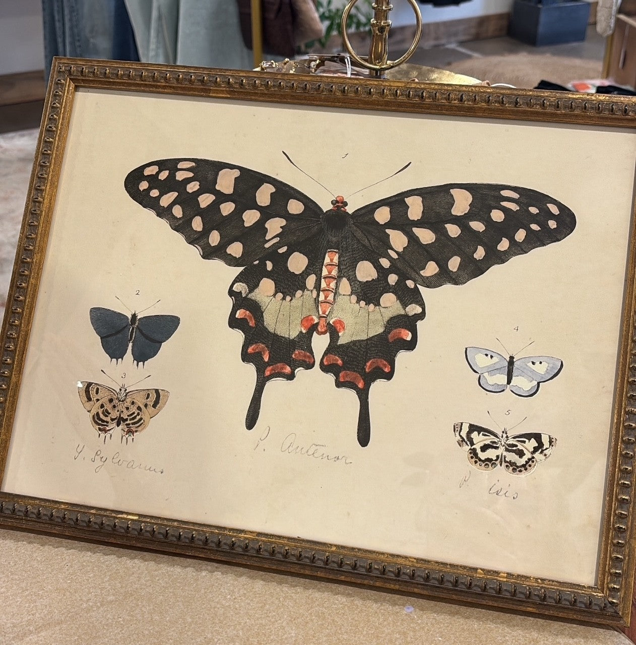 Vintage Horizontal Moth Bookplate in Gold Grame