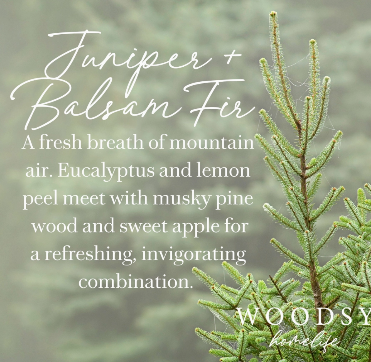 Juniper & Balsam Fir-Solid Brass 14oz Pure Soy Candle