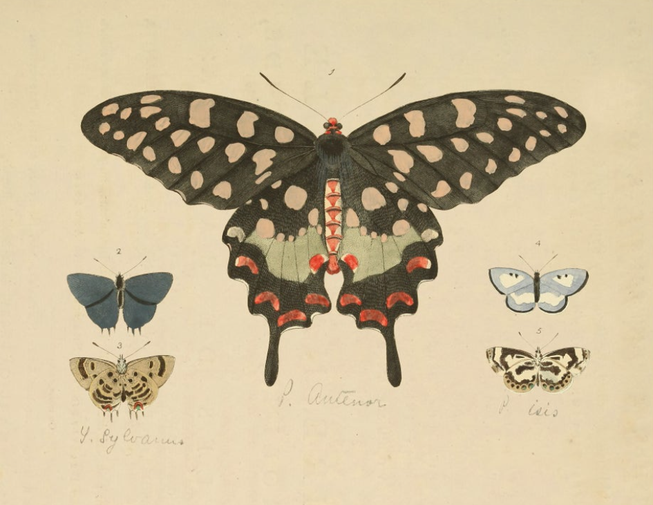 Vintage Horizontal Moth Bookplate in Gold Grame