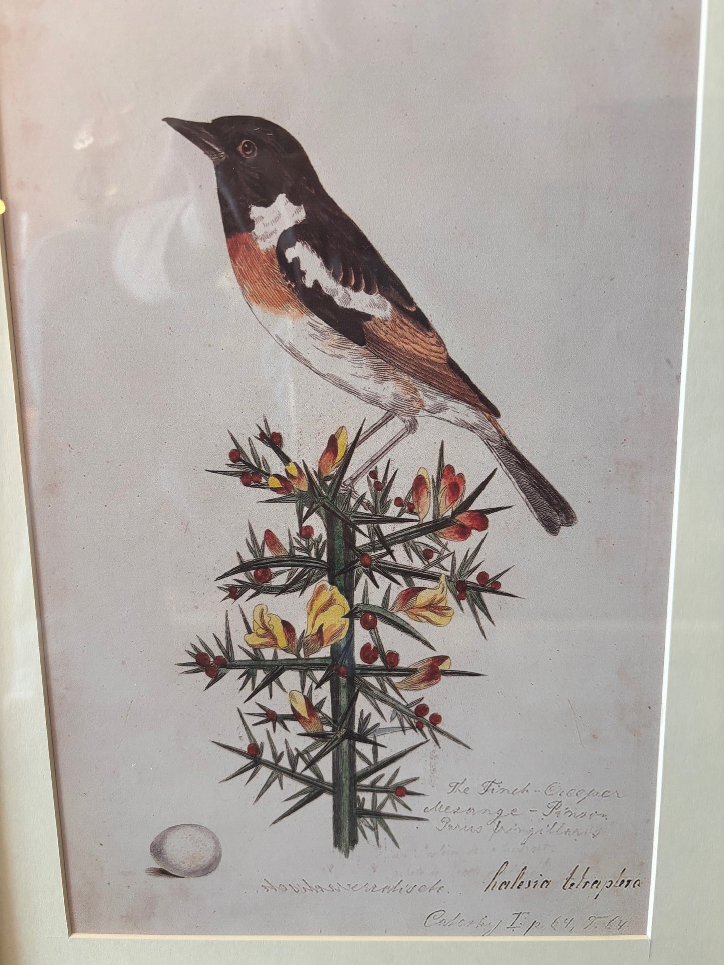 Antique Bird Prints – Fur Wood Frame, 15.75” x 12”