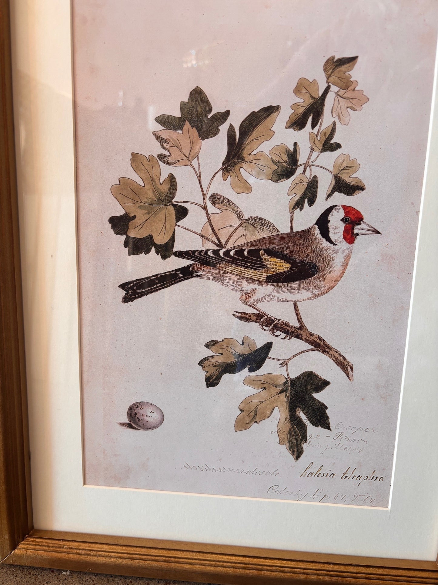 Antique Bird Prints – Fur Wood Frame, 15.75” x 12”