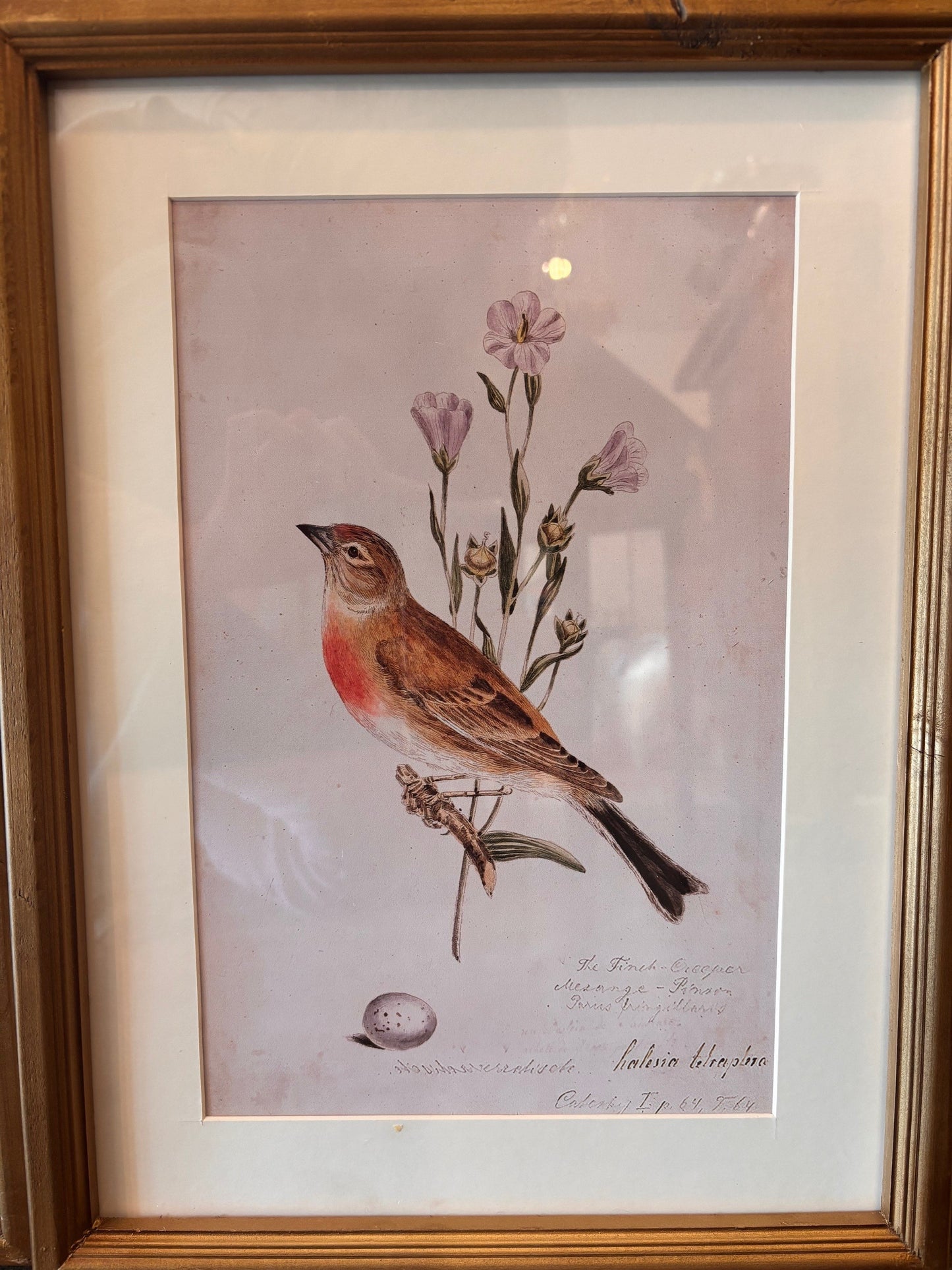 Antique Bird Prints – Fur Wood Frame, 15.75” x 12”