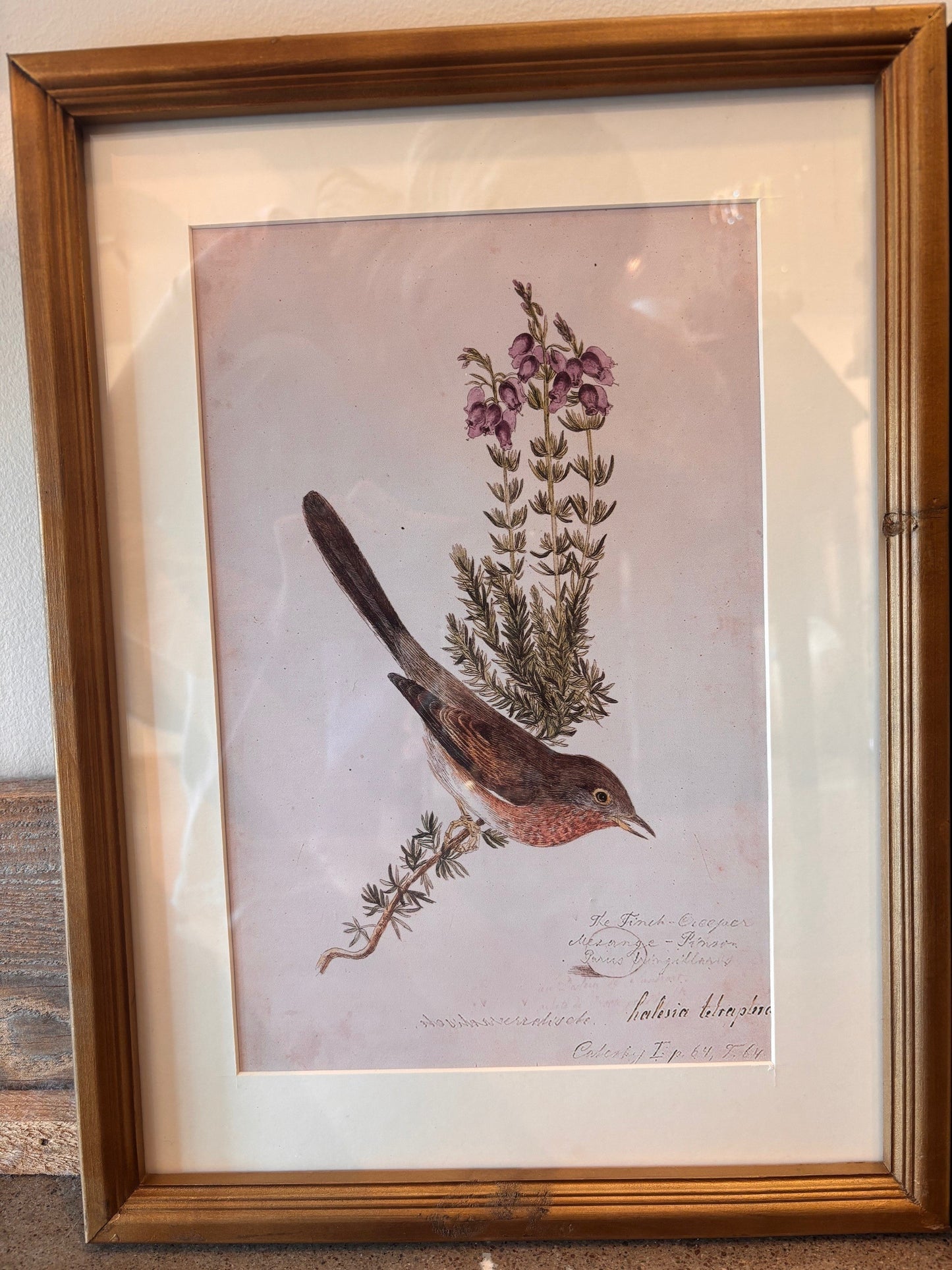 Antique Bird Prints – Fur Wood Frame, 15.75” x 12”